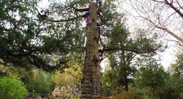 现如今北京留下的象来街象坊桥之类的地名,让大象成为了皇家最有