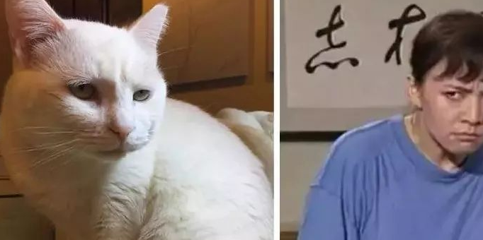 小动物撞脸明星这画风有点有趣