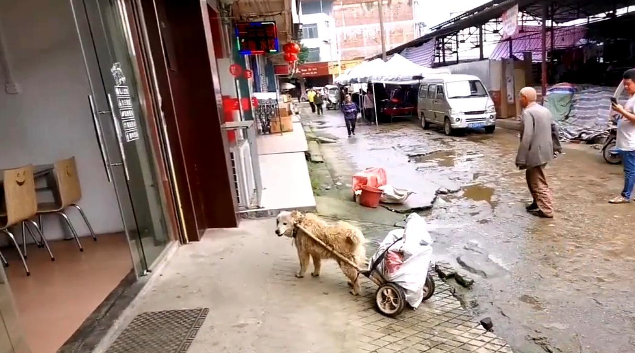 原创主人年迈靠拾荒为生狗狗帮主人拉车一人一狗相依为命