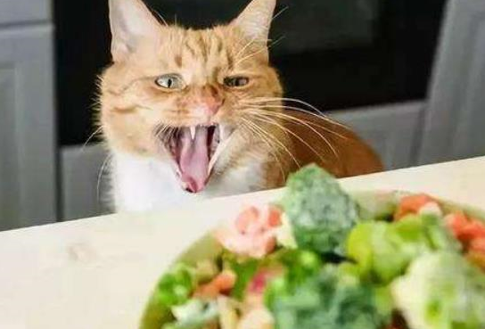 铲屎官用红烧肉调戏胖猫,猫咪的表情亮了,笑哭主人