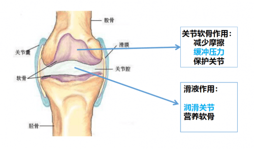 关节基本结构图片