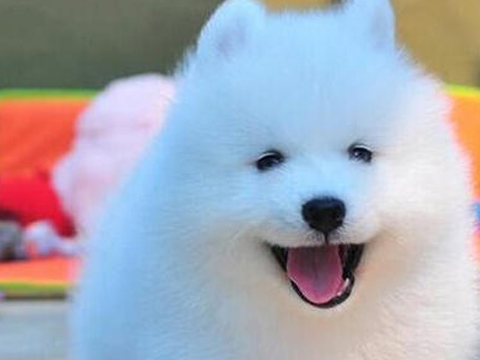 原创你一定要知道的萨摩耶知识你知道多少呢长知识了