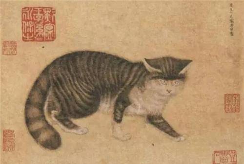 原创为何古人从不吃猫看看本草纲目里都写了啥你还敢吃吗