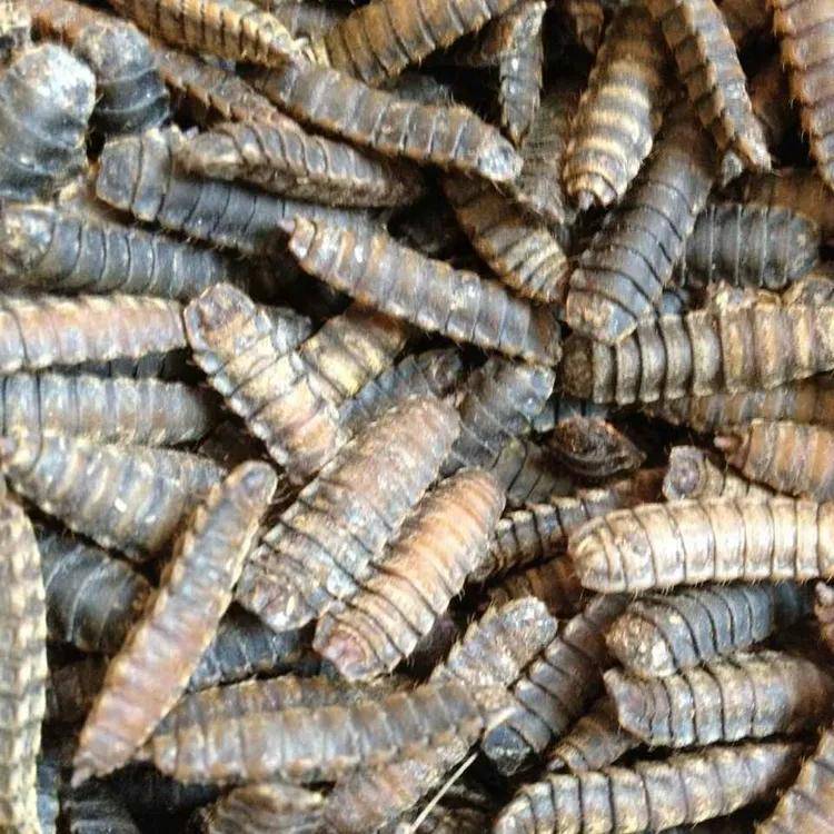 认识黑水虻的一生_幼虫_阶段_物质