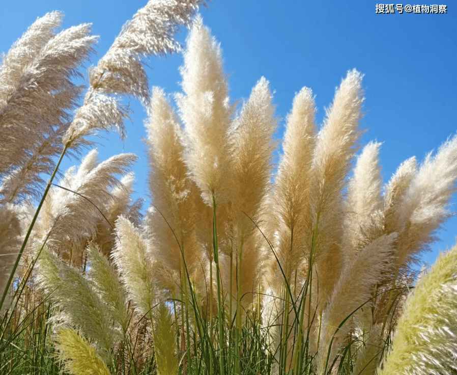 芦苇草 漂亮图片