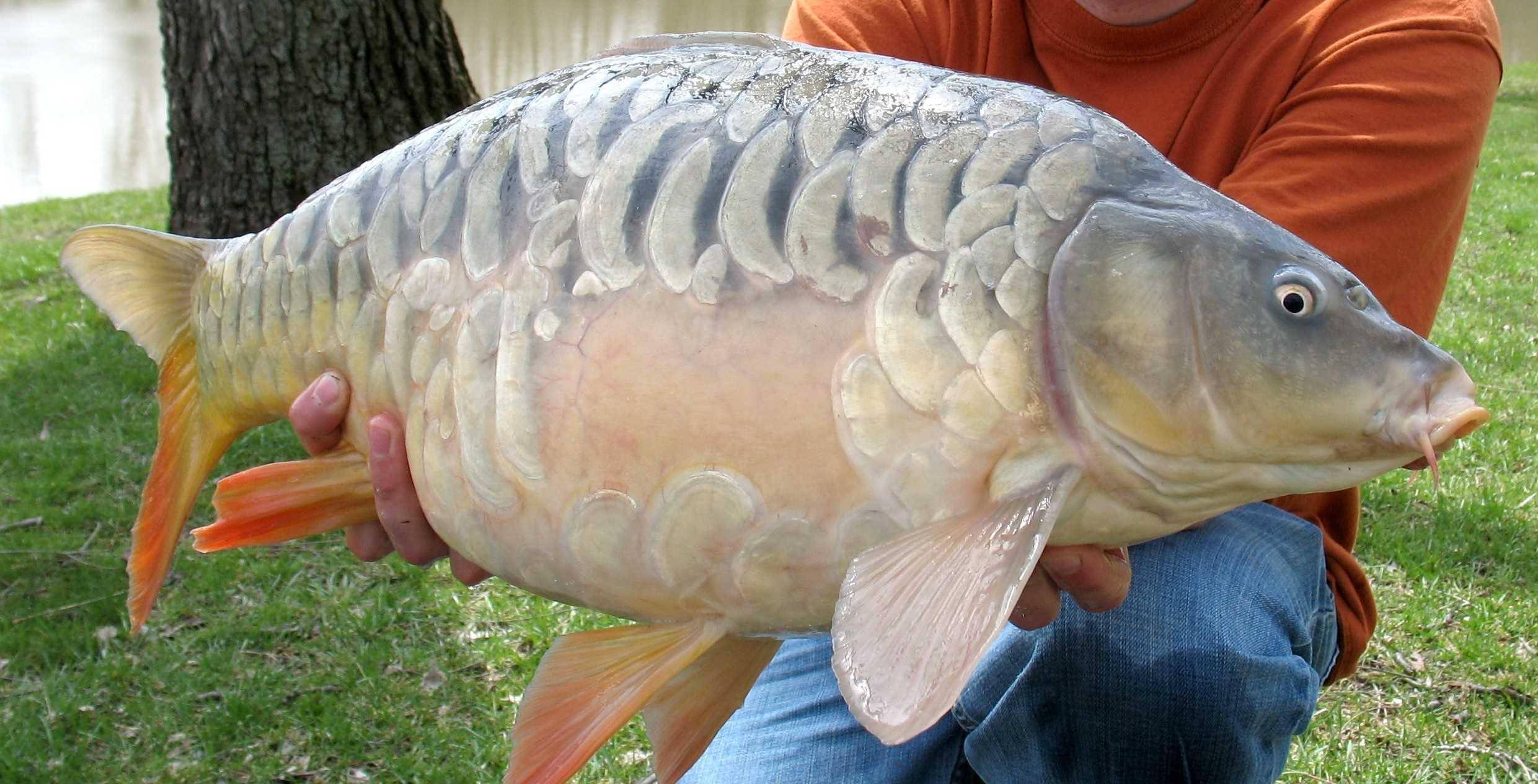 原创下竿前后打窝有什么区别区别很大可能错过大鱼