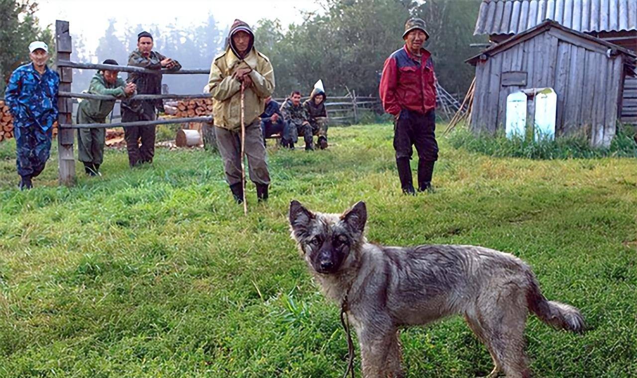 原创2014年俄罗斯3岁女童和狗一起失踪11天后狗狗独自回来报警