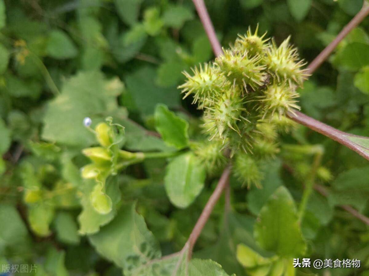 原创苍耳用过烤一烤老祖宗留下来的土方法解决很多人的问题