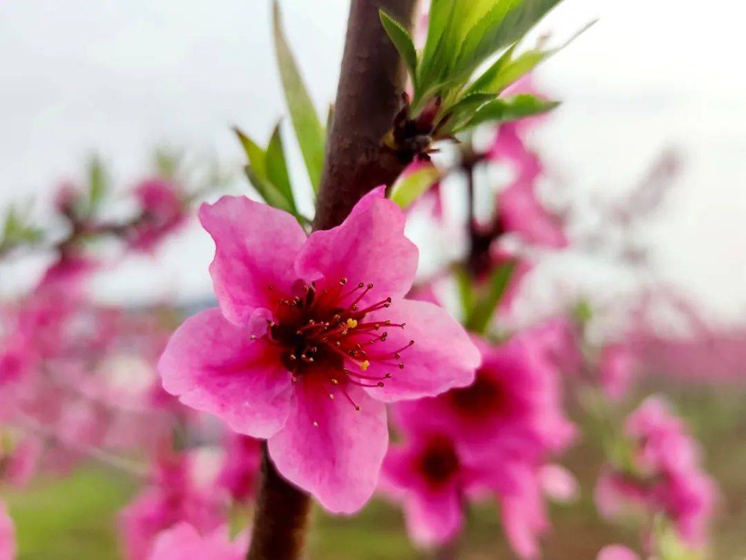 城固:有一种春色叫桃花盛开