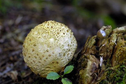 原创癌症晚期放弃化疗全靠它抑制了癌细胞复发转移