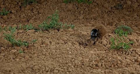 古埃及_粪便_头顶