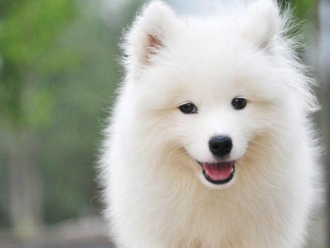 原创你一定要知道的萨摩耶知识你知道多少呢长知识了