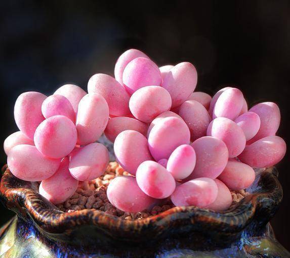 原创3月养桃蛋,简单"4步"走,肥胖又粉嫩