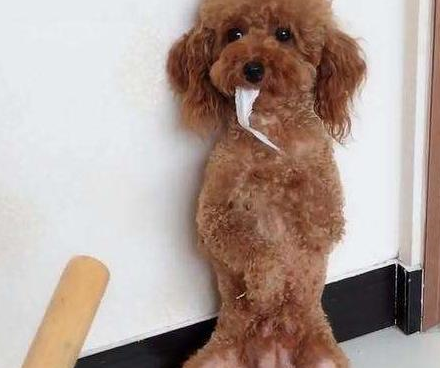 泰迪讨厌你的7大表现中三个以上可以给狗狗加餐了