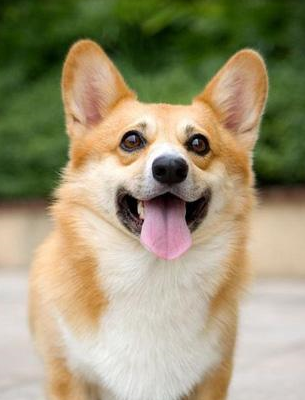 原创可爱的柯基没有好听的名字今天就来教大家柯基如何取名字