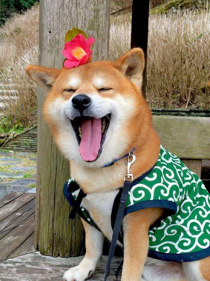 答案是这样的,你的表情包是柴犬,忠犬八公是秋田犬.