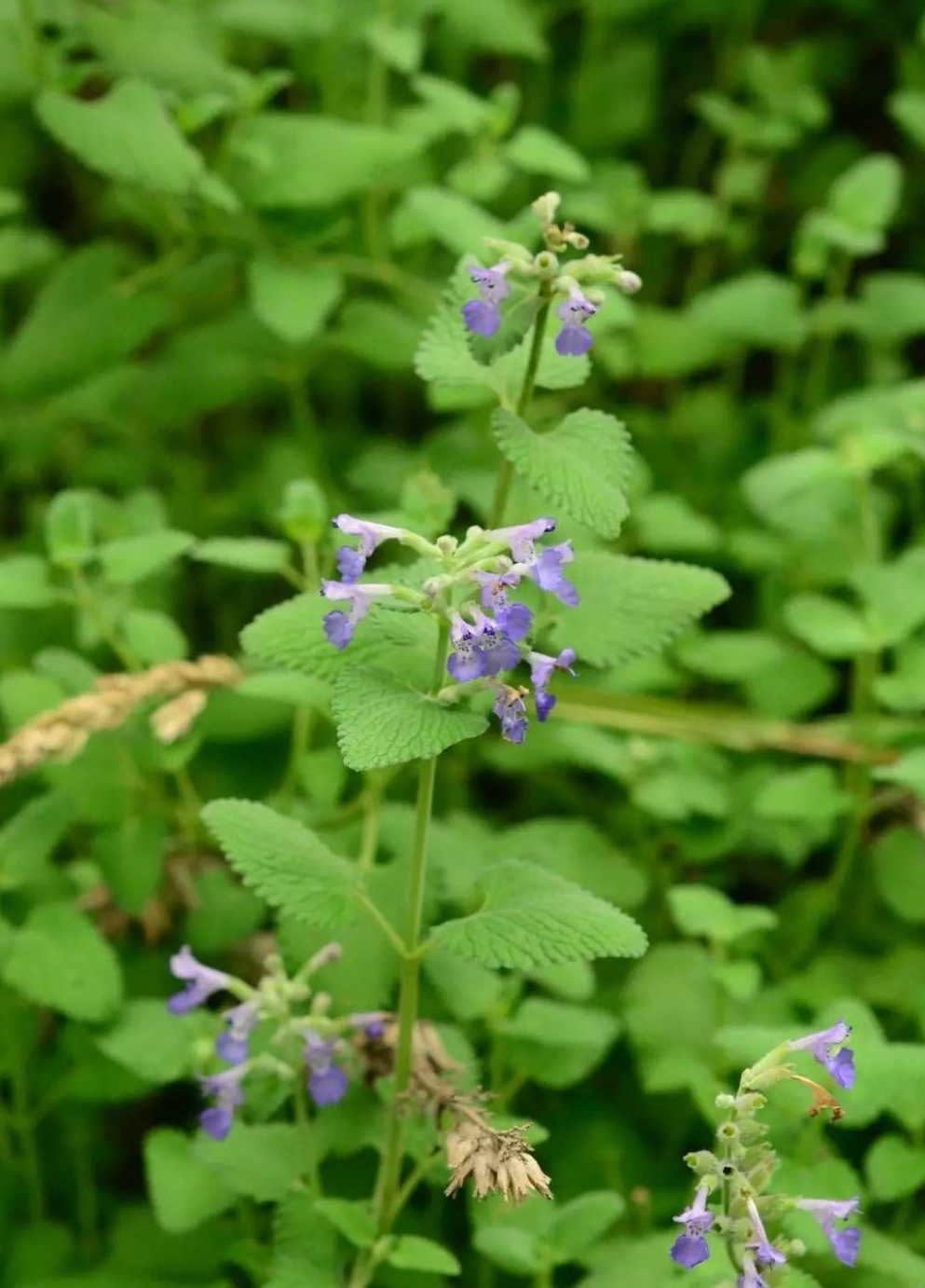 上头了猫薄荷为何会使猫咪嗨起来