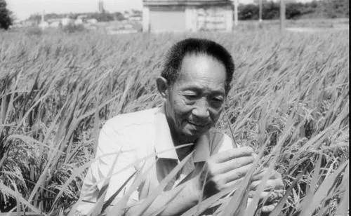 杂交水稻之父袁隆平不仅提高粮食产量更提升了国家安全