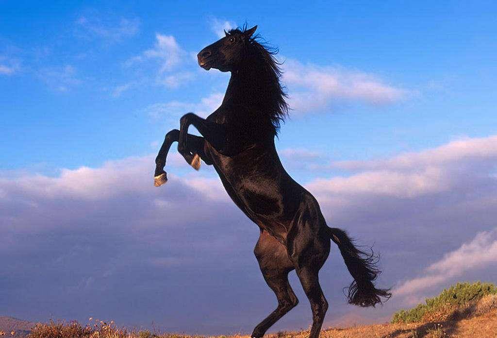 大名鼎鼎的赤兔马,怎么反倒害了自己的主人?