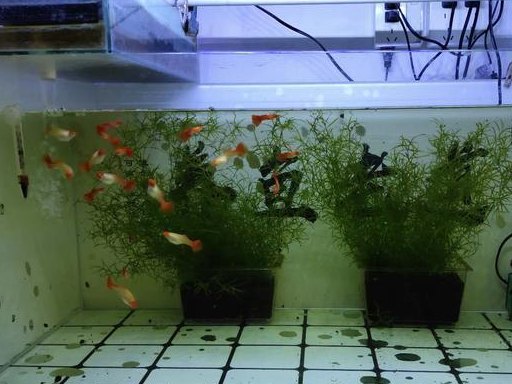 鱼以后,这个水质一定就会有所改变,各种有机物,观赏鱼体表粘液,粪便等