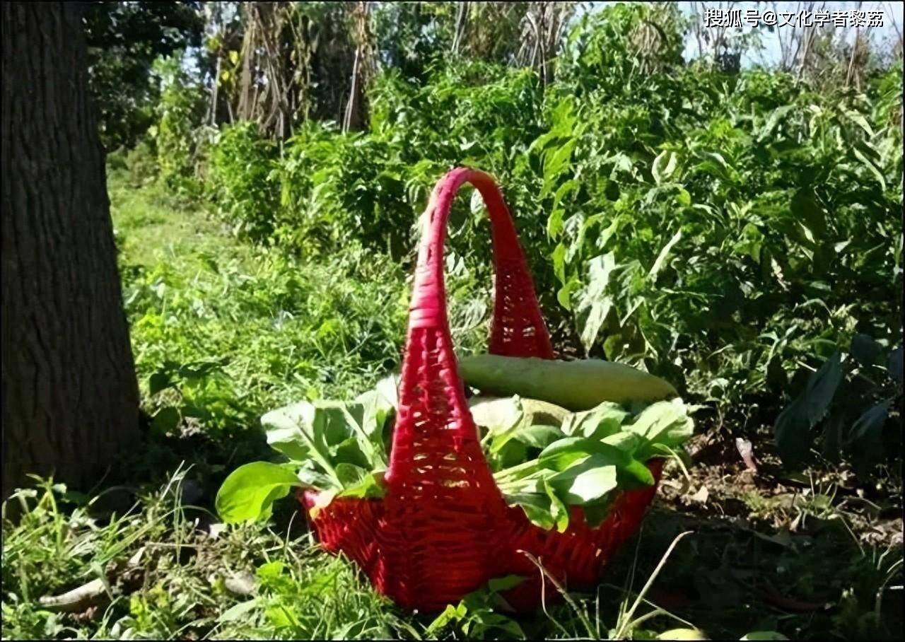 野菜和春宴_荠菜_麦饭_篮子