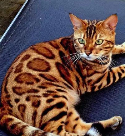 原创铲屎官来啦猫咪里的神仙颜值比布偶猫还要好看