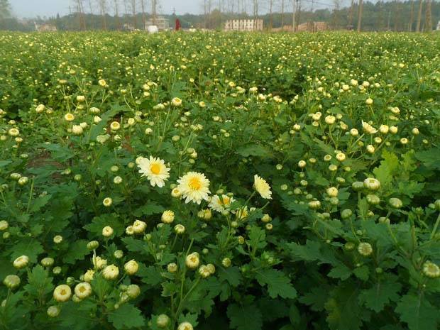 菊花开花的时间其实要根据其品种来看,品种特性不同,生长环境不同其