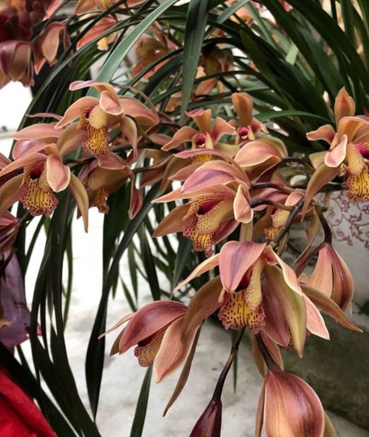 原创一个塑料袋秒变金钟罩捂出兰花老芦头简单超轻松