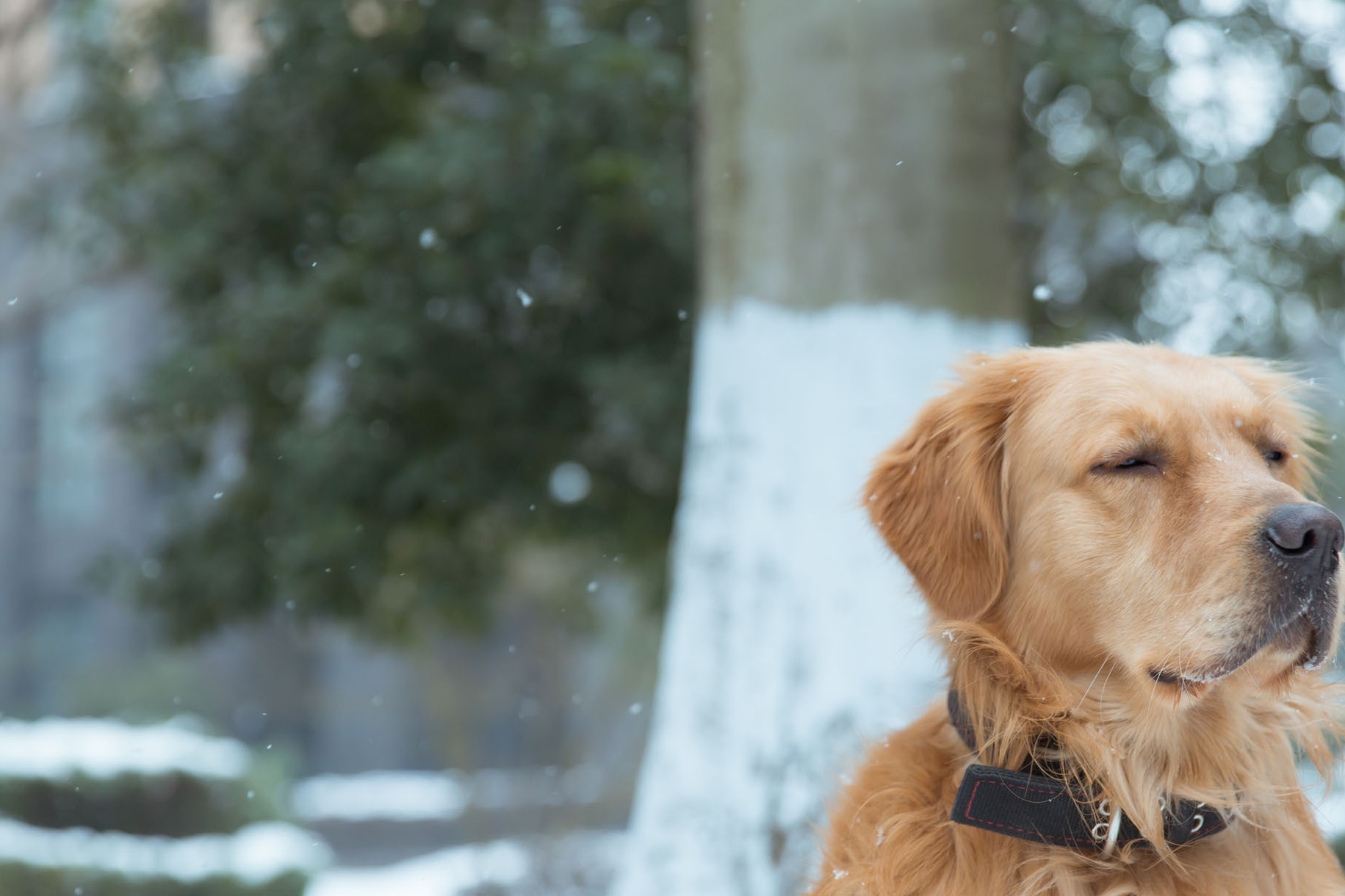 家在农村,金毛吃什么?你知道吗?_狗狗_骨头_剩饭