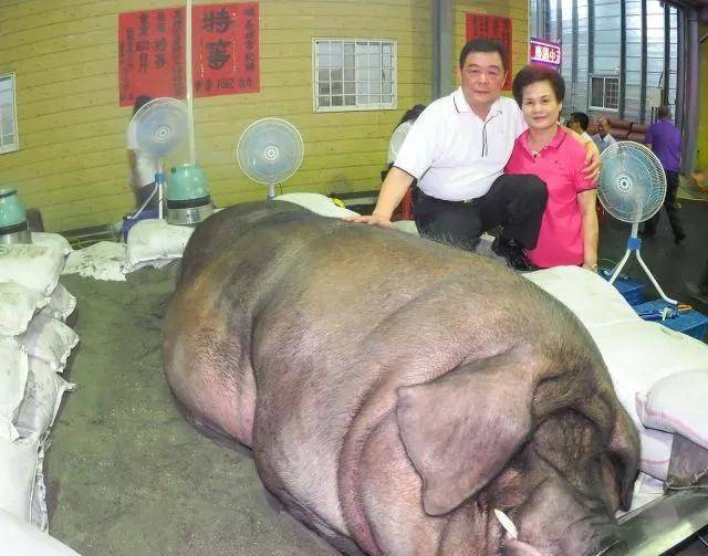 重达2200斤的浙江猪王躲过4次屠刀皈依佛门后寿终正寝