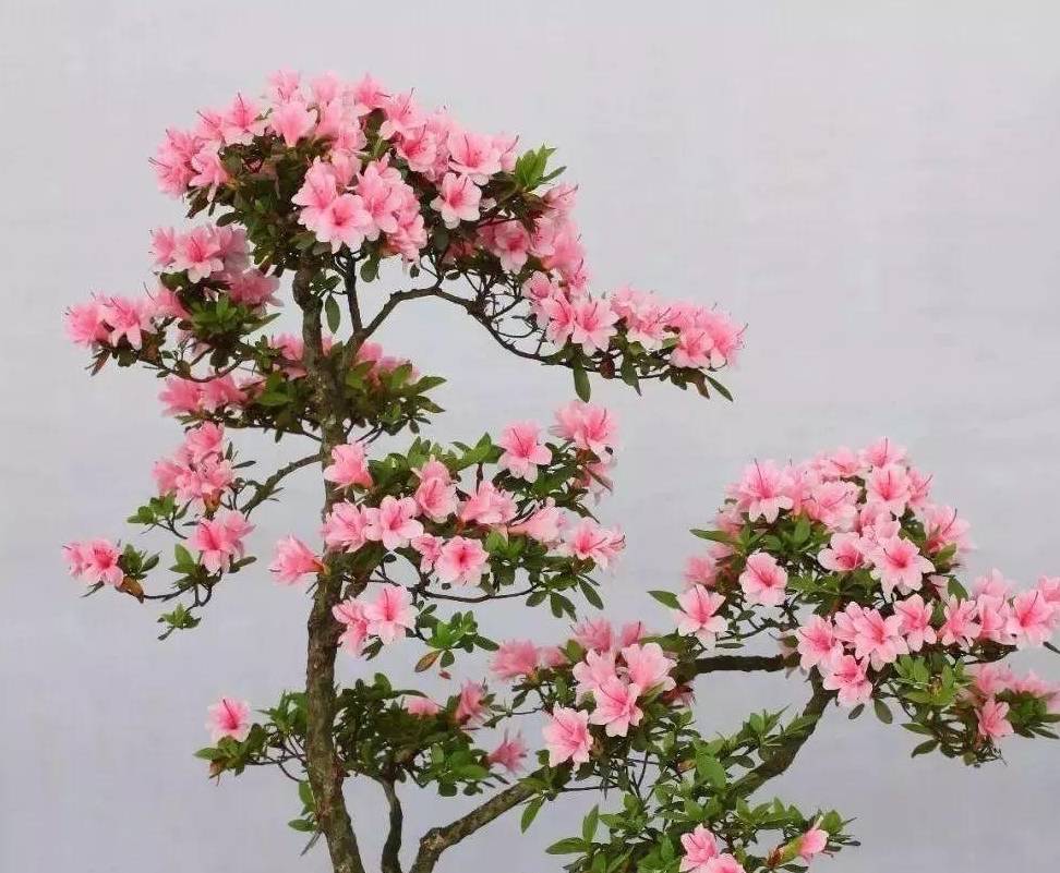 原创盆景开成大花树啥颜色都有春天赏花不用出门了