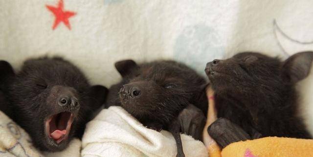 原创苏轼千年之前就曾吃过蝙蝠他写下一首诗还未读完便令人作呕