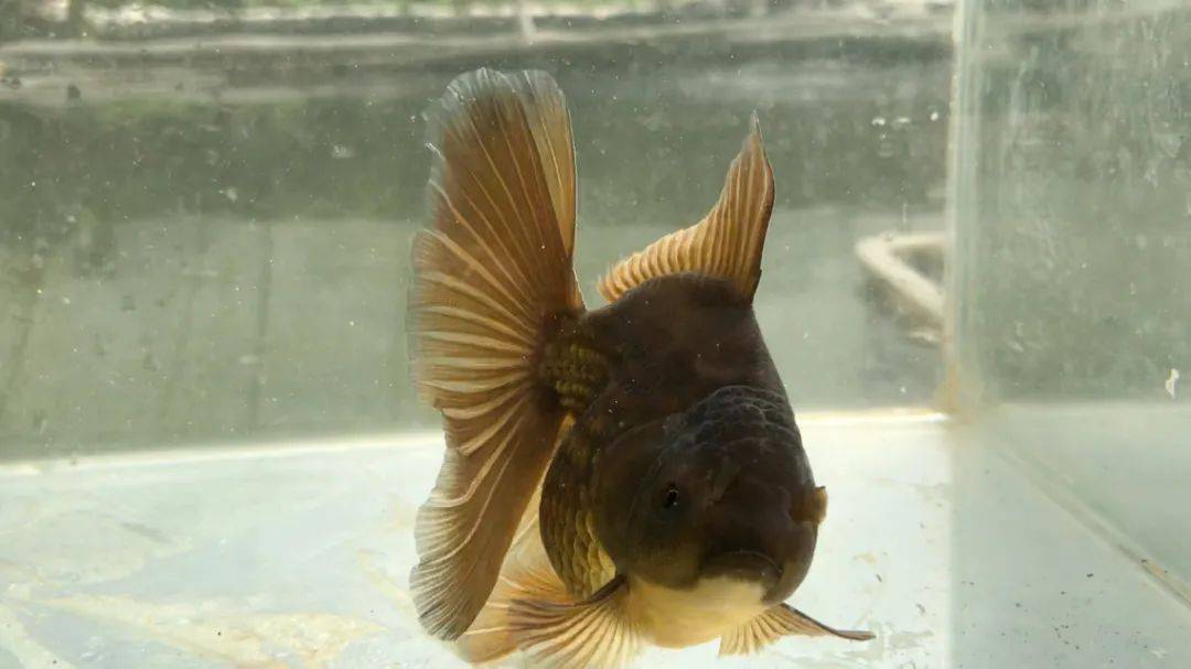 看网友们的奇葩妙用,太有才了!_凳子_金鱼_煤气