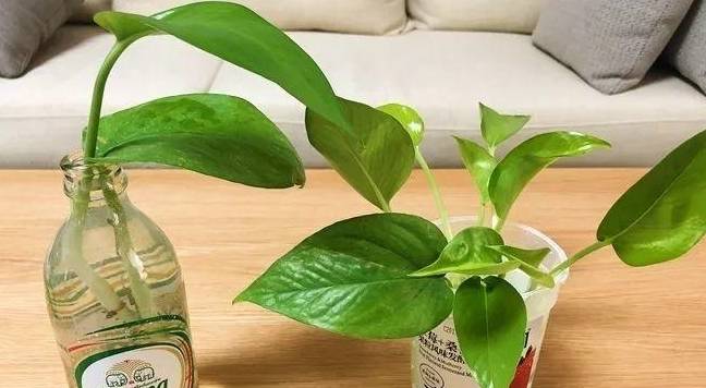 绿萝(图片作者@尚花租摆)平时放在散光处,待植株长出水生根后,7天换水