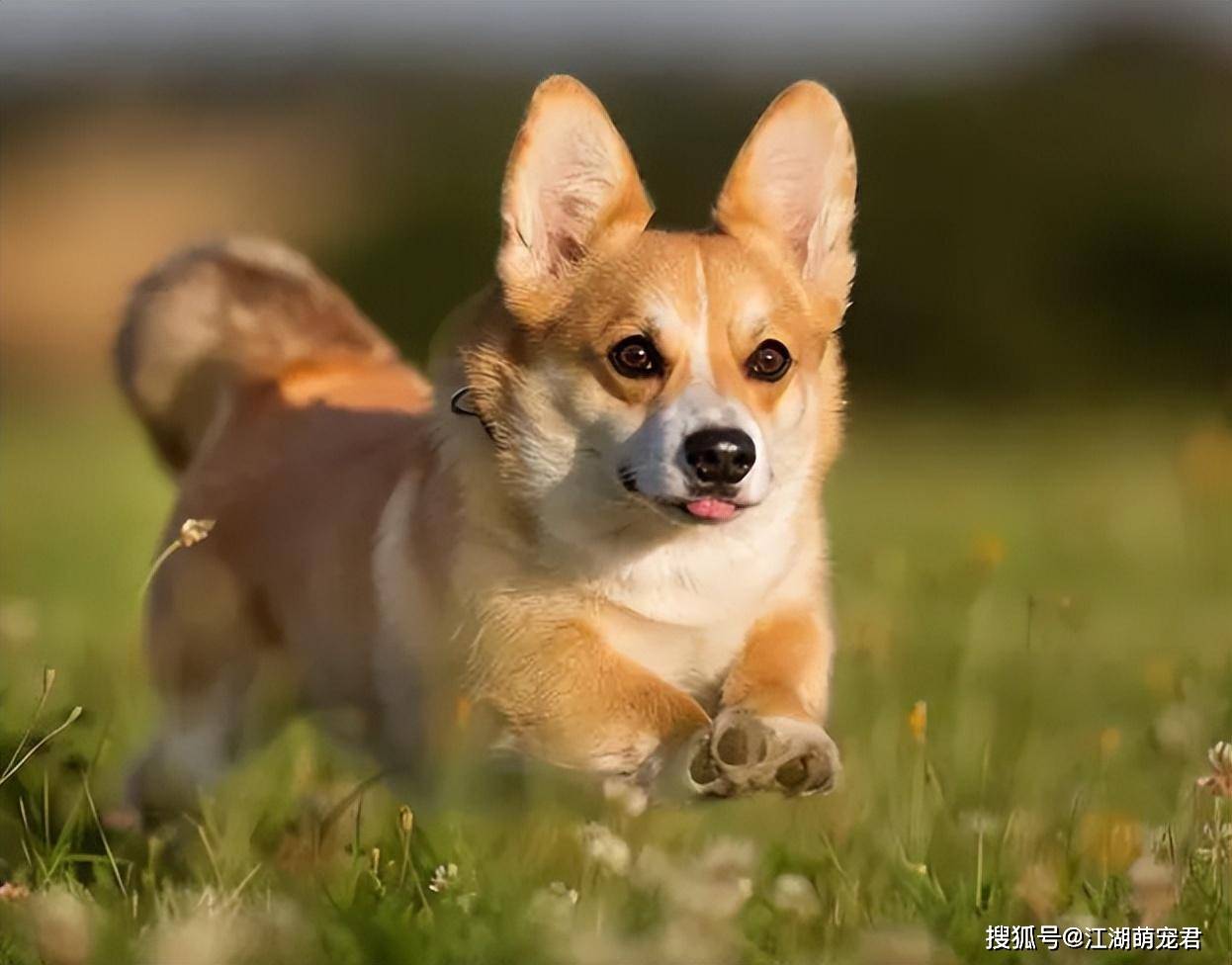 原创牢记柯基忍痛的几个信号宠主千万别忽略