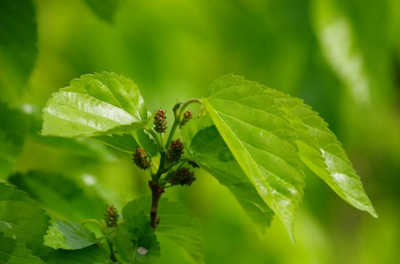 桑叶_食物_功效