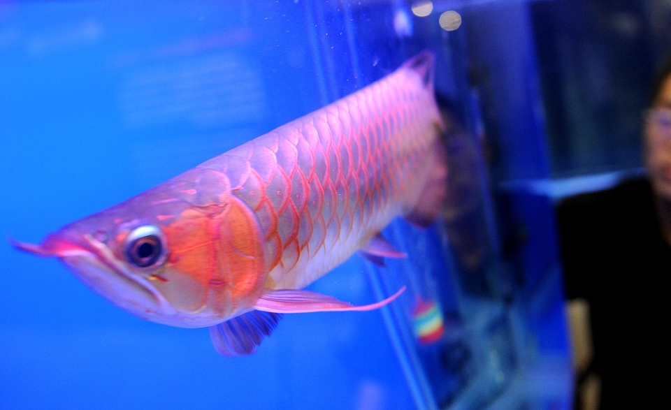 养鱼不用太在意,但也不能大意,你这四点做好就能养好_鱼缸_鱼也_情况