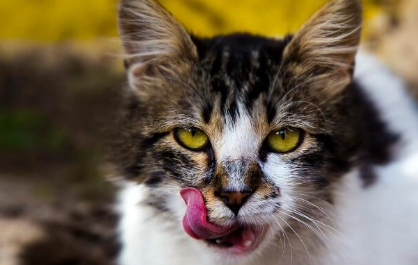 原创收拾咬人猫的前提下先了解猫咪为什么要咬人