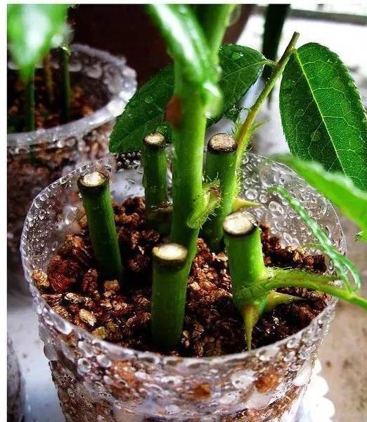 原创扦插月季不生根教你5种扦插方法生根速度快2倍简单方便