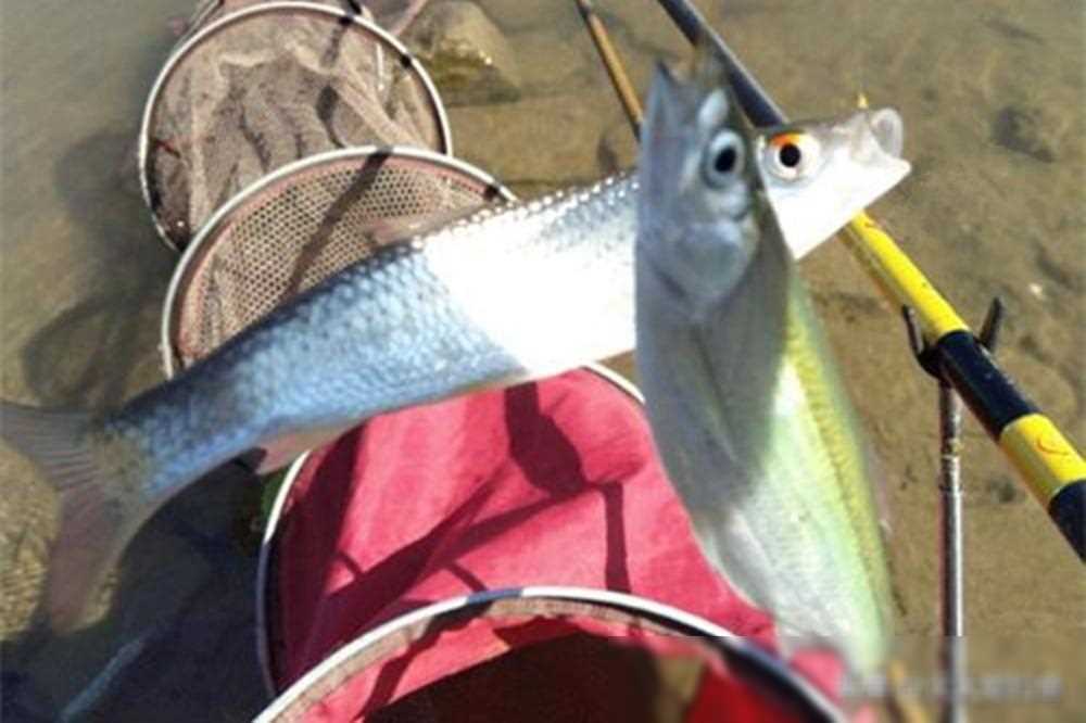 七星串钩白条技巧轻松上鱼满盆成果一小时收获满满