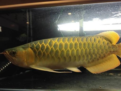 原创三种不同的水质都可以饲养好观赏鱼唯独害怕最后一种养法