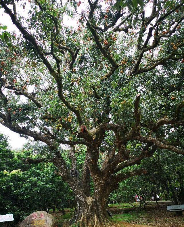 600年荔枝古树一年采摘权拍出百万天价