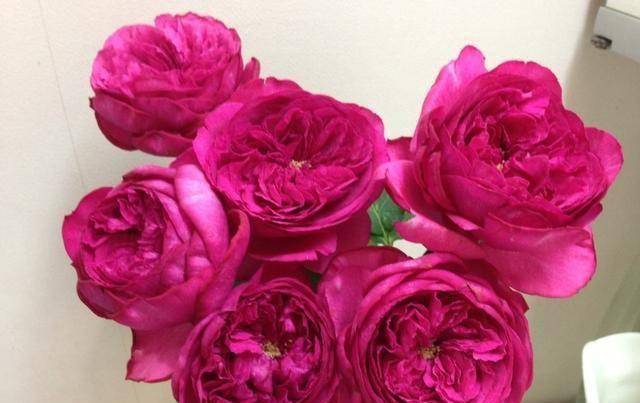 原创原创40个伊芙系列品种介绍浓香大花月季不容错过许木木