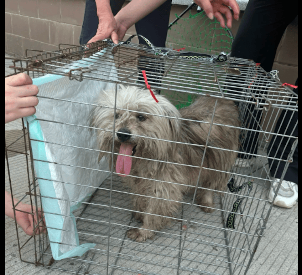 一只断腿流浪狗被志愿者抓时突然想明白了进笼子时笑得好开心