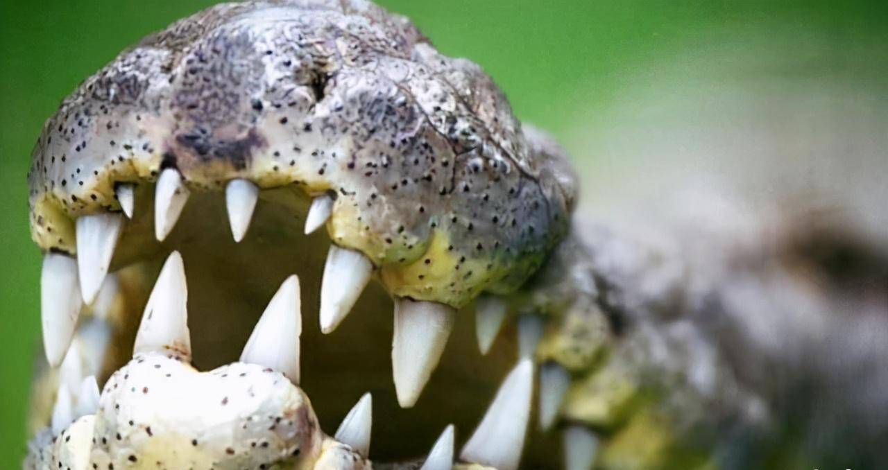 原创传奇巨鳄古斯塔夫10年杀300人年龄或超65岁机枪无法射杀它