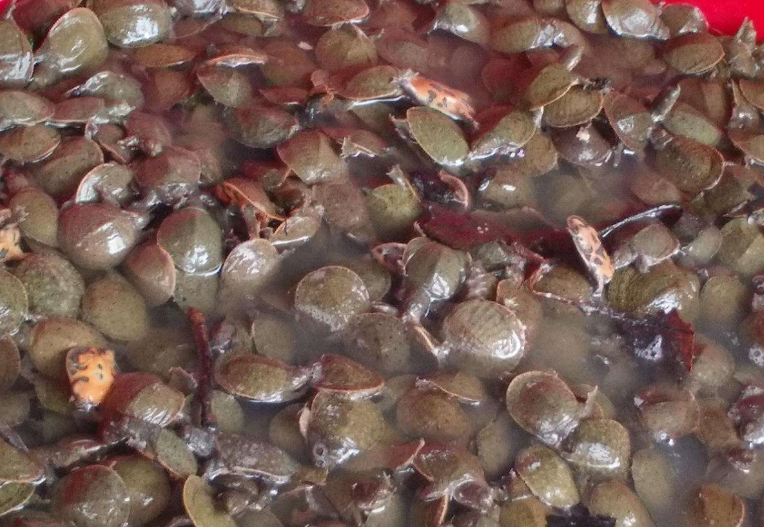 我们先要建设好池塘,在池口要加固石棉瓦,这样可以有效的防止甲鱼逃逸