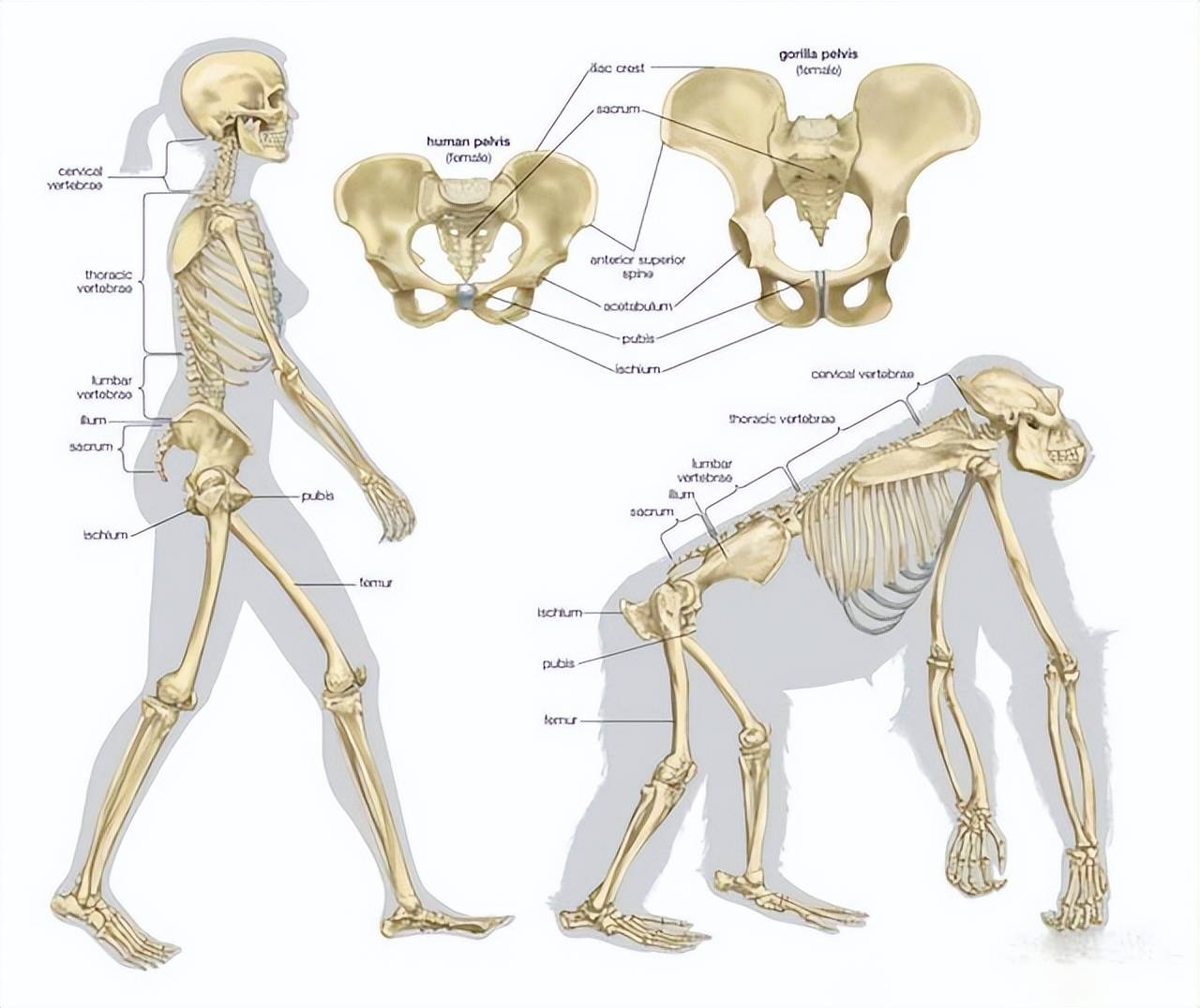 人类_基因_问题