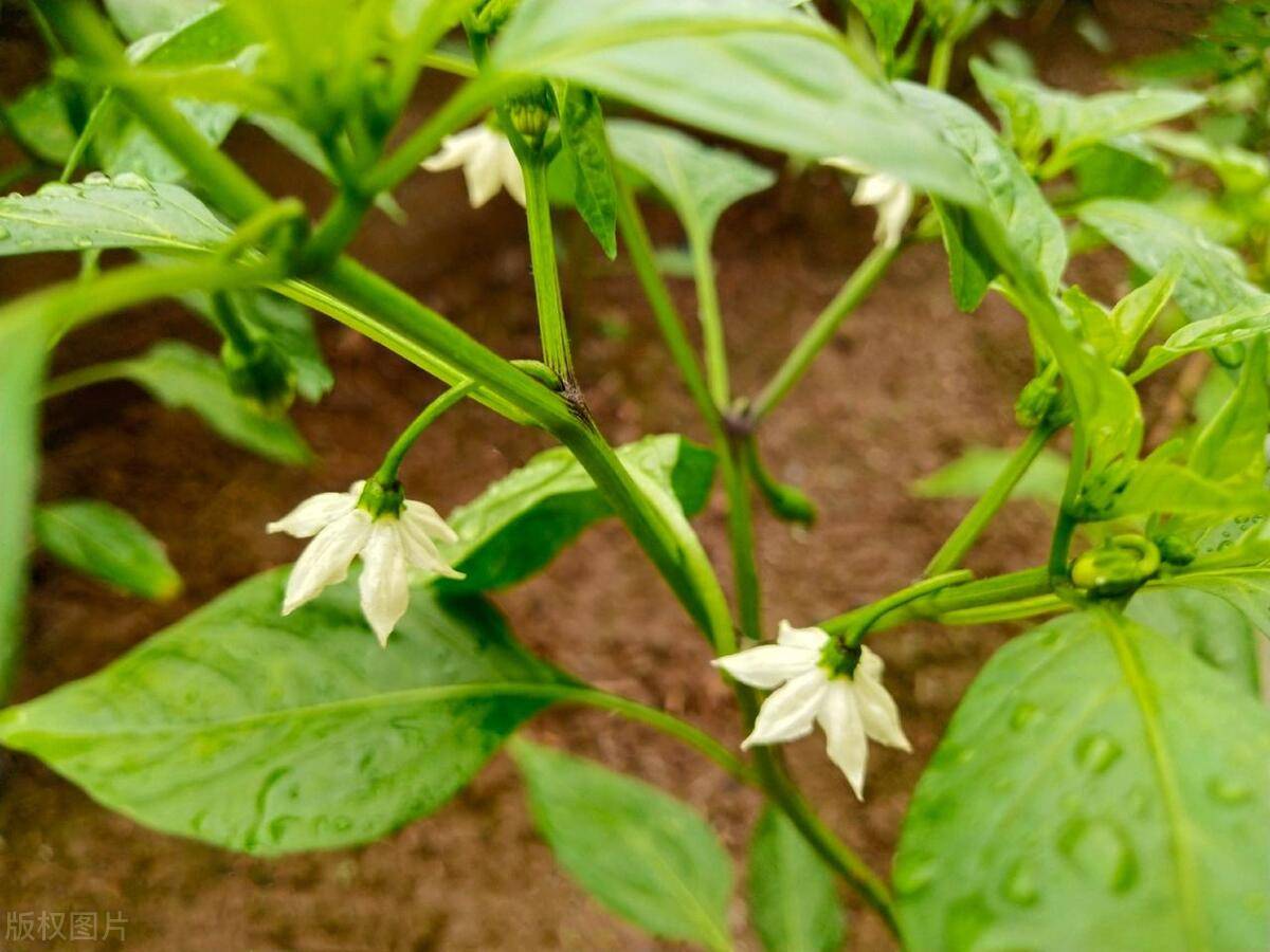 辣椒开花期如何管理