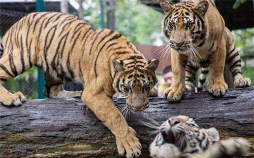 原创泰国一只老虎被母猪养大老虎长大后对待猪妈妈的方式引人深思