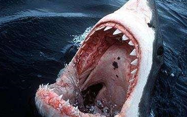 大白鲨猛烈的攻击和不可预见性,为它们赢得深海最恐怖杀手的头衔,但说